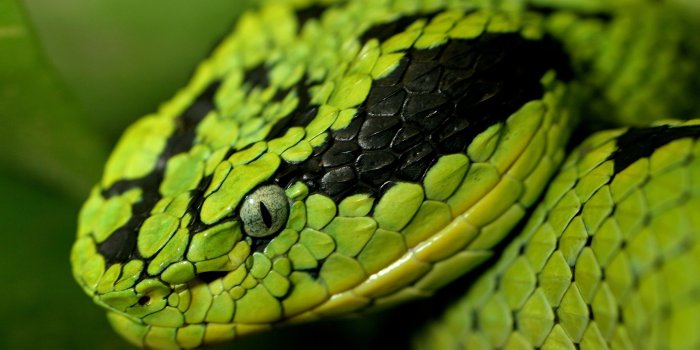 2560x1600 Snake Head To HD Wallpaper, Background Images