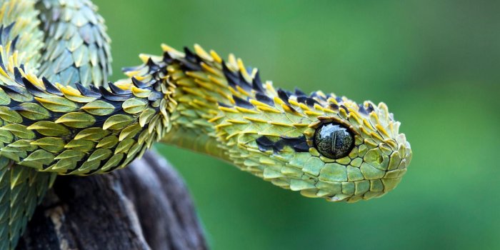 1920x1200 Snake Head To HD Wallpaper, Background Images