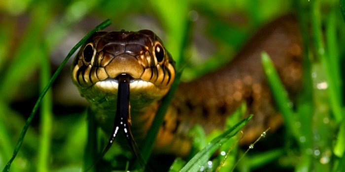 1579x949 Grass Snake Head Hd Wallpaper | Wallpapers Sheet
