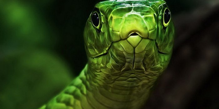 1920x1080 Green Snake Hd Wallpaper - Close Up Snake Face (#456090) - HD
