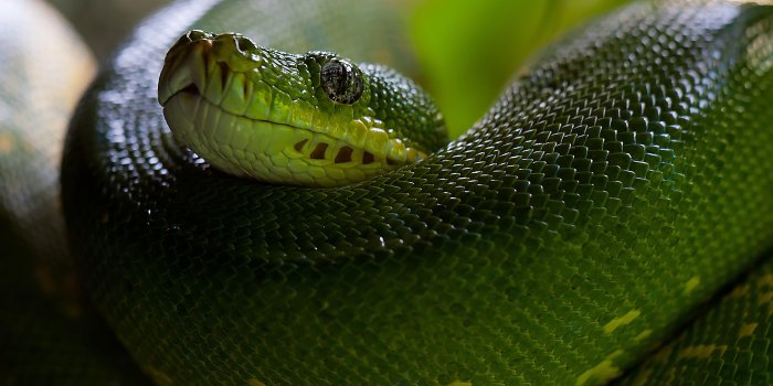 4079x2709 wallpaper python, snake, head HD : Widescreen : High Definition