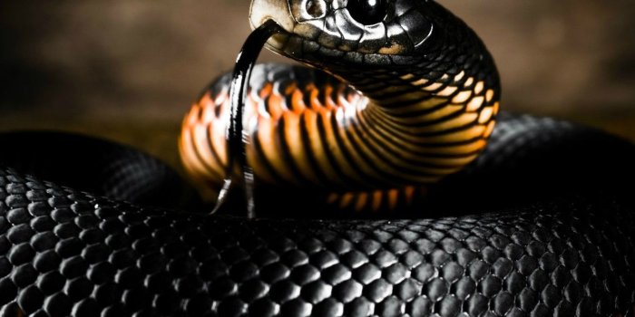 1332x850 Wallpaper COLOR, LANGUAGE, HEAD, SNAKE, PAINTING, SCALES images for