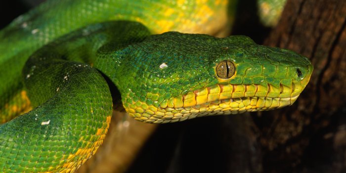 4208x2799 Hd Wallpaper - Snake Head Side Profile (#98027) - HD Wallpaper Download