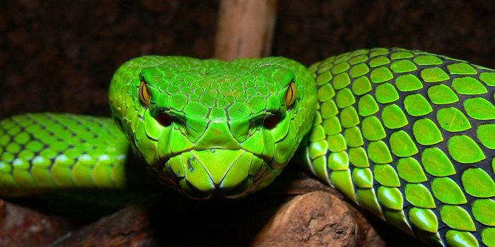 1920x1200 Viper Snake Head Wallpapers