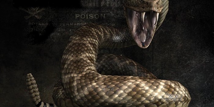 1280x1024 Viper Snake Head Wallpaper