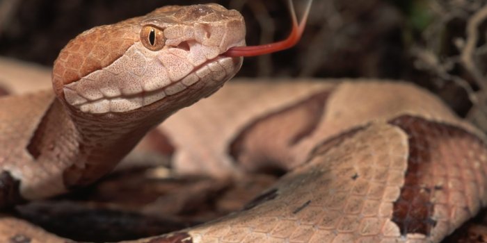 1920x1200 Snake Head Front HD Wallpaper, Background Images