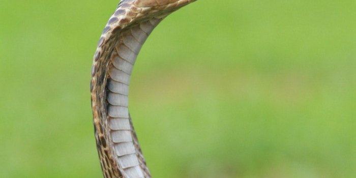 1000x1500 Snake Pictures | Download Free Images on Unsplash