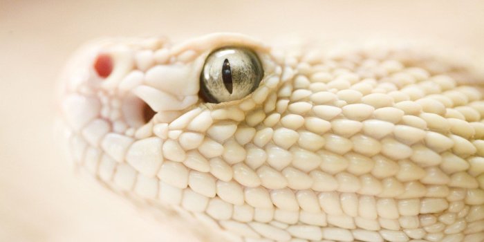 1920x1080 Snake Head #6989148