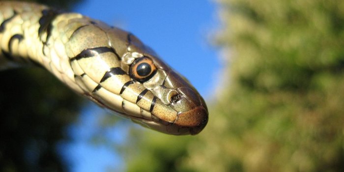 1024x768 Snake Head Front HD Wallpaper, Background Images