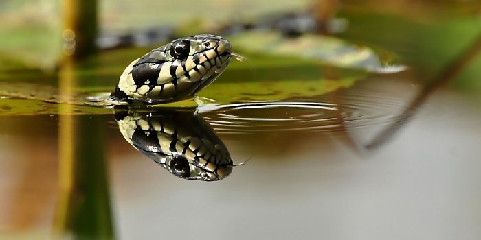 1920x1200 Snake Head Above The Water Wallpapers - 1920x1200 - 495472