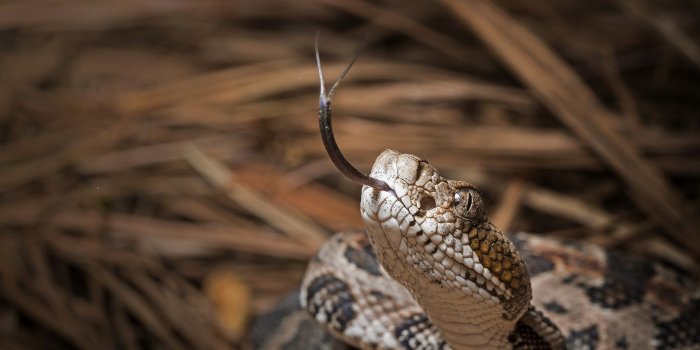 1920x1200 Wallpaper Snake, head, tongue 1920x1200 HD Picture, Image