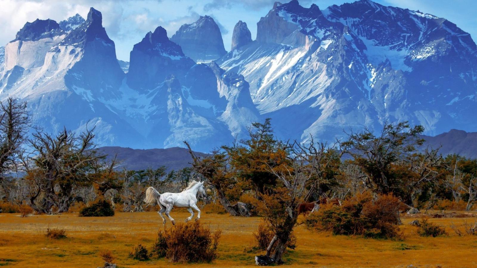 1920x1080 Torres Tag wallpapers: Wild Chile National Park Paine Horses