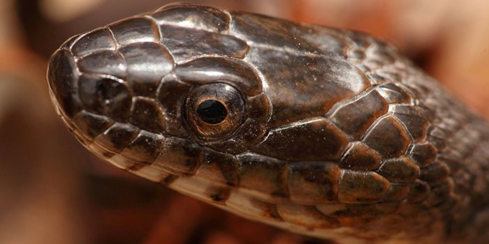 1280x853 Photos Snakes Northern Water Snake Head animal Closeup