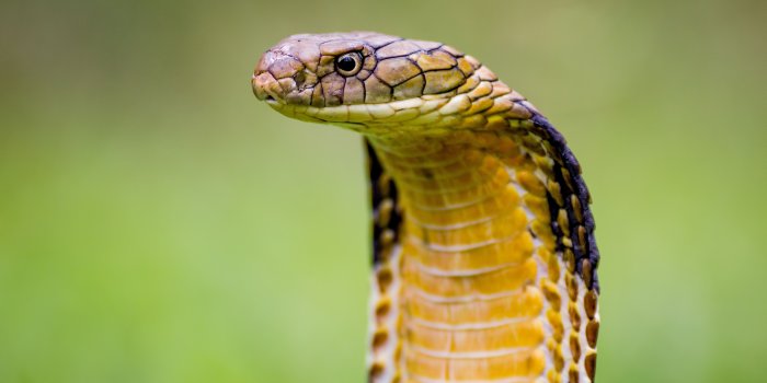 4242x2828 Chinese chef dies after severed cobra head bites him