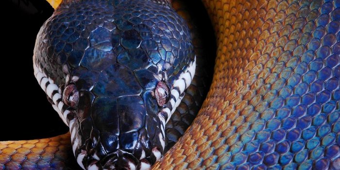 1650x1200 3315709 Snake, Python, Color, Head wallpaper and background | Animal
