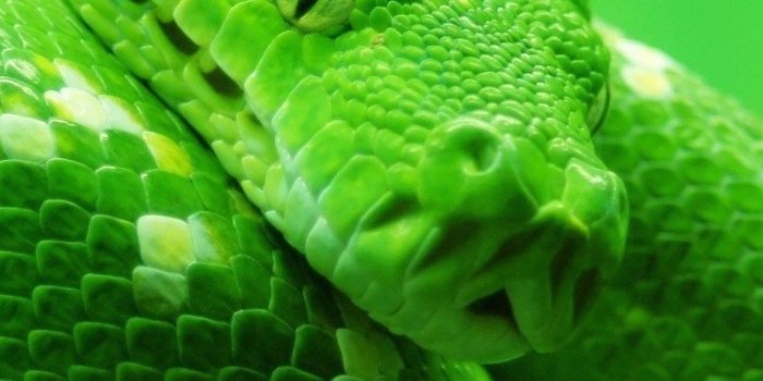 800x1200 Download wallpaper 800x1200 snake, head, spots iphone 4s/4 for