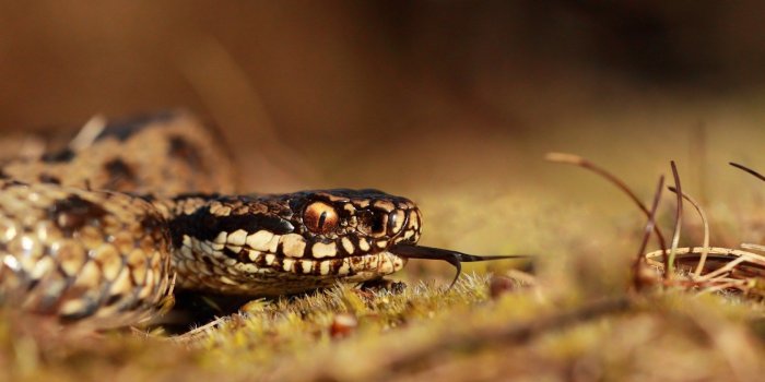 1680x1050 Grass Snake Head #6972964