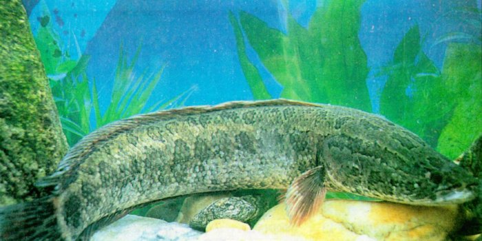 1272x815 Snakehead Fish Photos and Wallpapers | All About Snake World - Snake