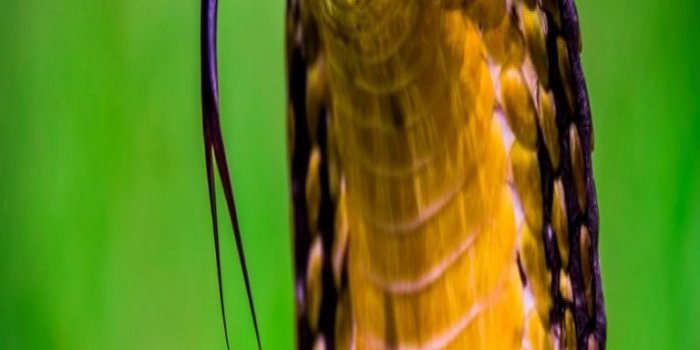 768x1280 Desktop snake head images wallpaper