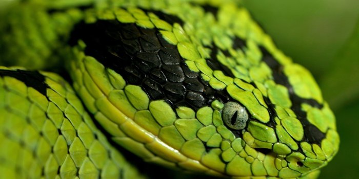 2432x1440 Snake Pictures . Quality Images on Animal Picture Society
