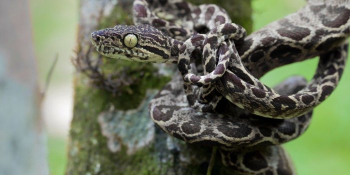 1332x850 Wallpaper eyes, look, pose, tree, snake, head, tail, node, trunk