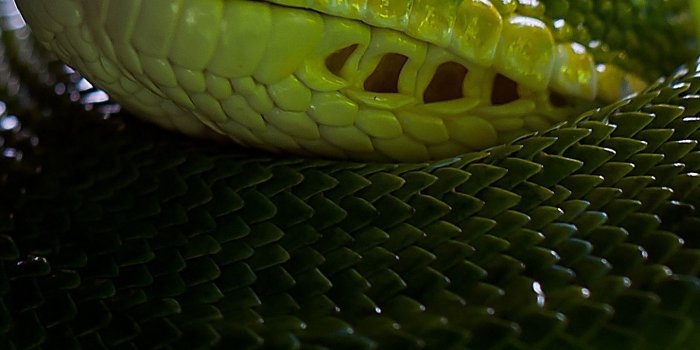 1440x2560 Download wallpaper 1440x2560 python, snake, head, scales qhd samsung