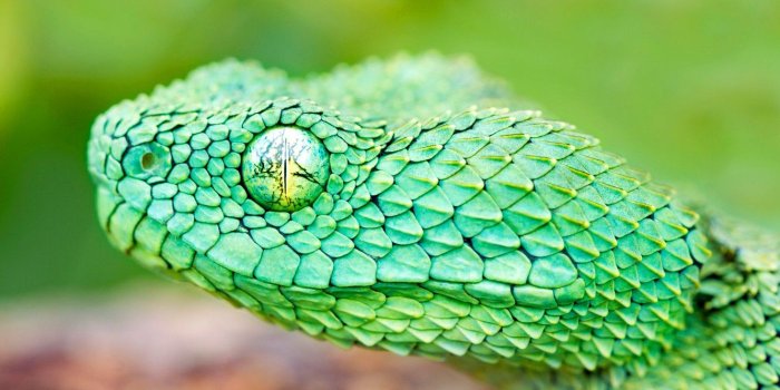1332x850 Wallpaper eyes, snake, head, scales, reptile images for desktop