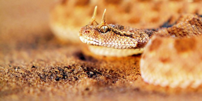 1920x1080 Desktop snake head picture wallpaper