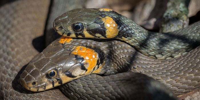 3840x2560 3101546 beach snakes, grass snake, mating, reproduction, snake
