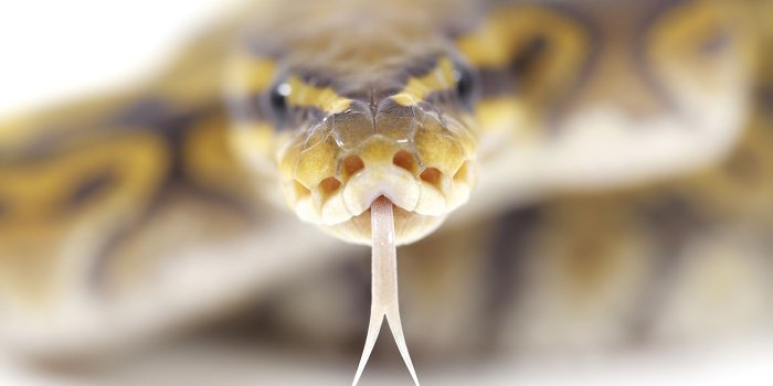 2560x1600 Wallpaper Snake's head close-up 2560x1600 HD Picture, Image