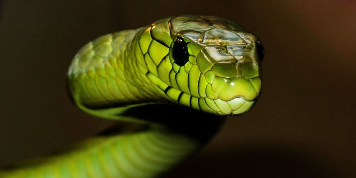 1920x1080 70+ Black Snake Wallpapers on WallpaperPlay