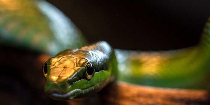 1680x1050 Download wallpaper 1680x1050 snake, head, eye, shadow hd background