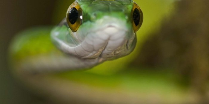 1680x1050 Selective focus photo of green and white snake HD wallpaper