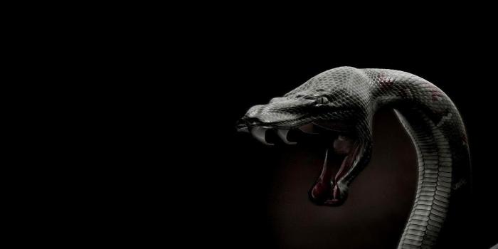 1366x768 Black Snake HD Wallpapers - Top Free Black Snake HD Backgrounds