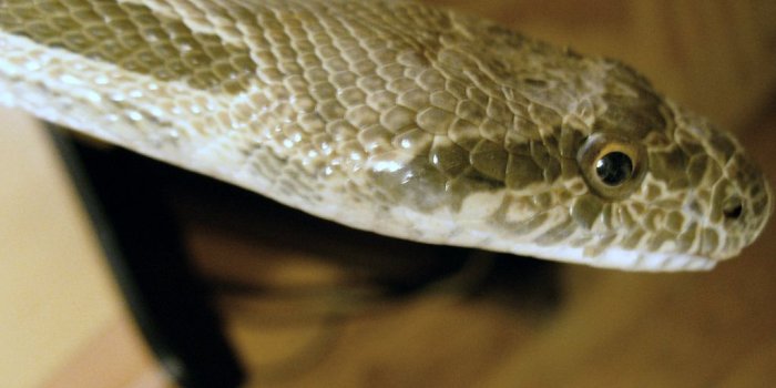 1024x768 Snake Head Sid HD Wallpaper, Background Images