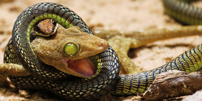 1920x1080 Snake Choke Kill Head - Free Stock Photos, Images, HD Wallpaper, HD