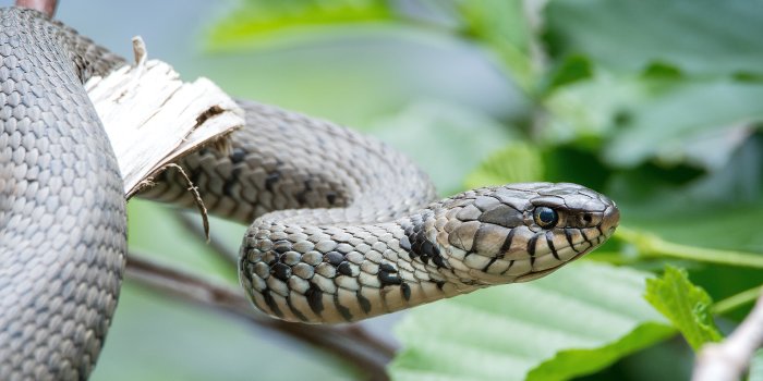 4545x2556 Gray snake, Snake, Reptile, Head HD wallpaper | Wallpaper Flare