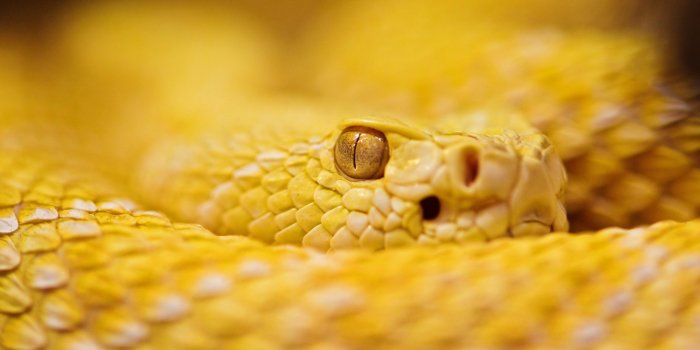 2560x1600 71+ Snake Eye Wallpapers on WallpaperPlay