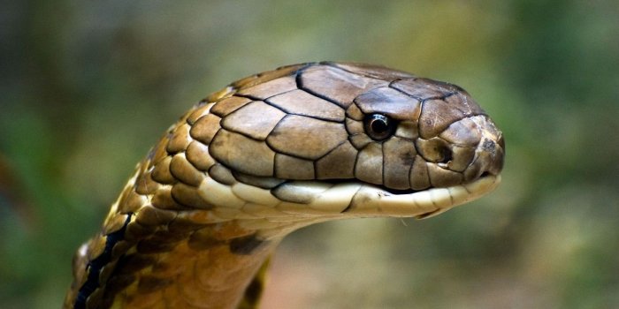 1366x768 King Kobra High Res Wallpapers - Top Free King Kobra High Res