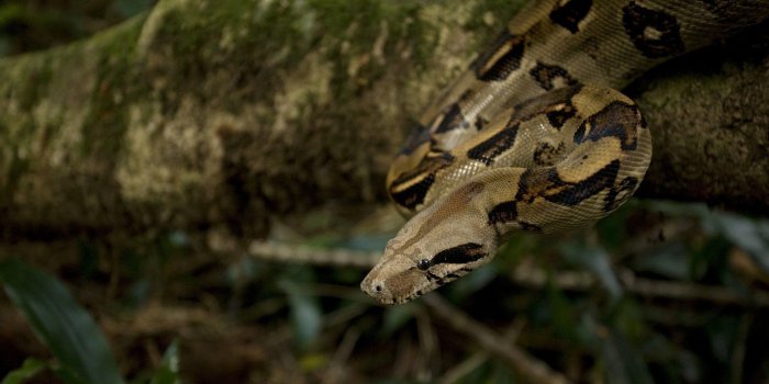 2048x1225 Spots, Log, snake, Head, 4K HD wallpaper | 2048x1225