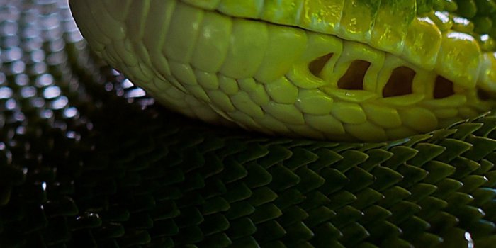 1440x2560 Wallpaper Python, Snake, Head, Scales, Green, Boa, Animals #10166