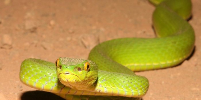 1152x864 Viper Snake Wallpapers