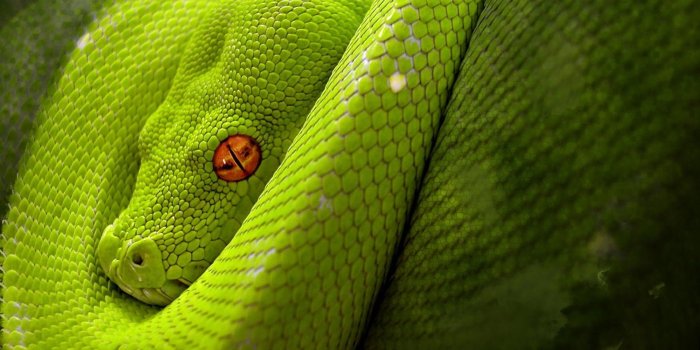 1920x1200 Free Viper Snake Image HD Wallpapers Background Photos Windows Apple