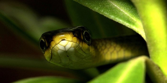 1920x1200 green, Snakes, Snake, Eyes, Snake, Head 4K HD wallpaper | 1920x1200