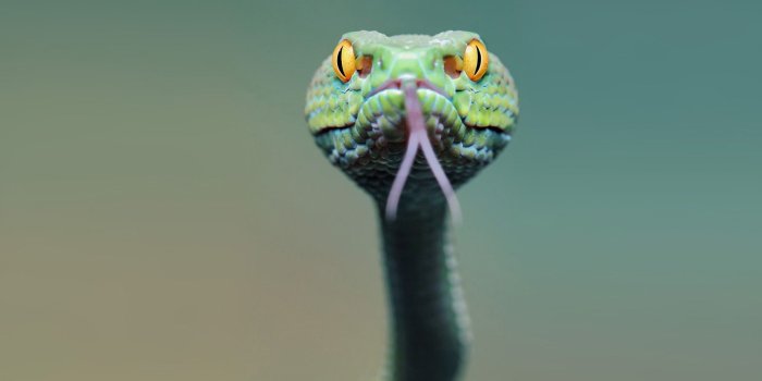 3840x2160 Wallpaper snake, green, 4k, Animals 4k, green, snake Wallpaper