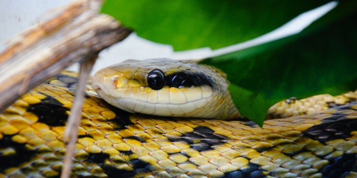 4912x3264 yellow and black snake free image | Peakpx