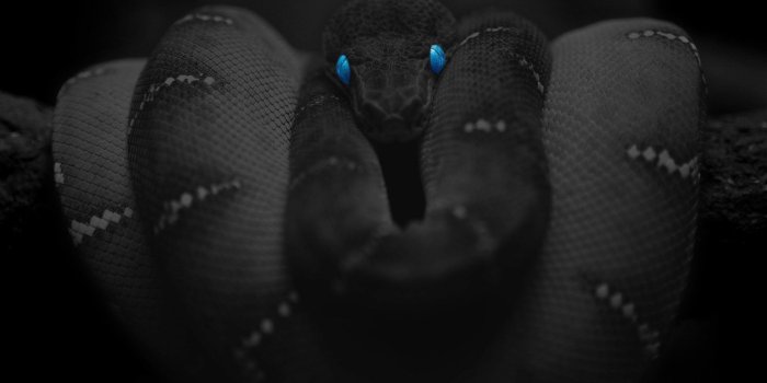1920x1200 Black Snake Wallpaper (60+ images)