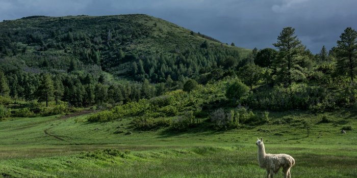 2048x1362 new, Mexico, United, States, Hills, Trees, Lama, Meadow 4K HD