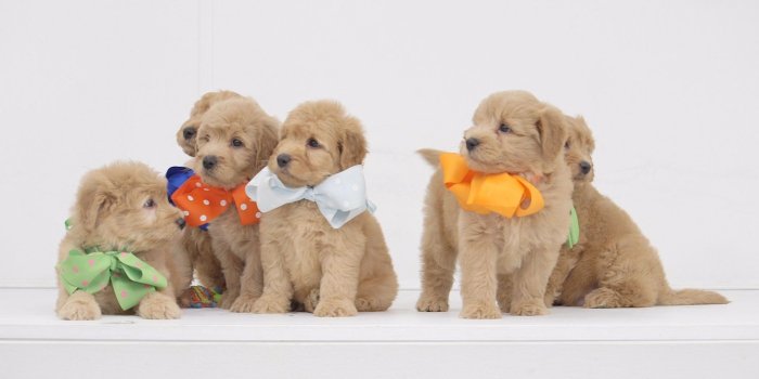 1920x1080 Gucci Boys - 6 Weeks