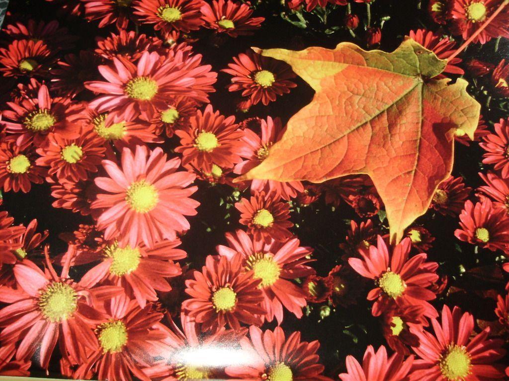 1024x768 Fall Flowers Wallpapers